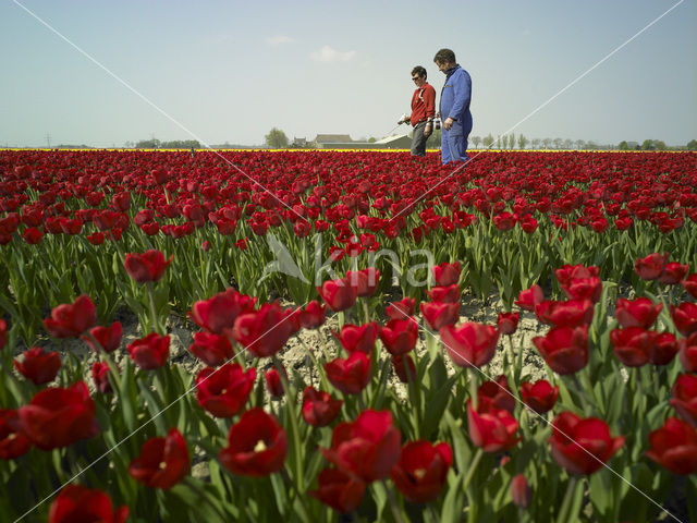 Tulp (Tulipa)