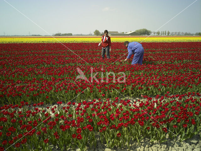 Tulp (Tulipa)