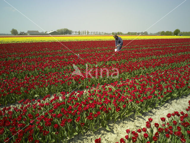 Tulp (Tulipa)