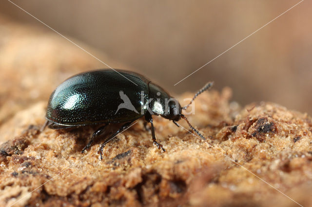 Veelkleurig wilgenhaantje (Plagiodera versicolora)