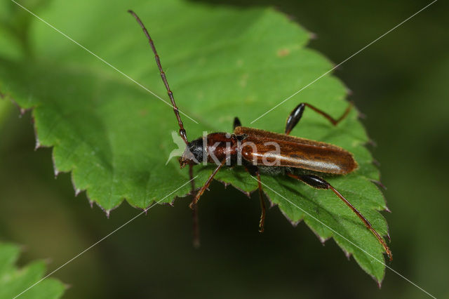 Veranderlijke boktor (Phymatodes testaceus)