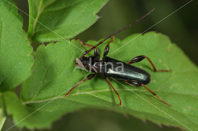 Veranderlijke boktor (Phymatodes testaceus)