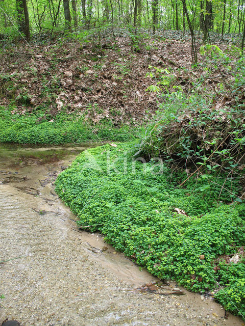 Verspreidbladig goudveil (Chrysosplenium alternifolium)