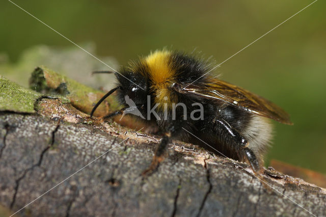 Vierkleurige koekoekshommel (Bombus sylvestris)