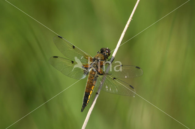 Viervlek (Libellula quadrimaculata)