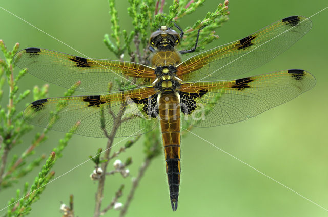 Viervlek (Libellula quadrimaculata)