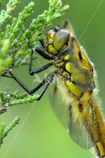 Viervlek (Libellula quadrimaculata)