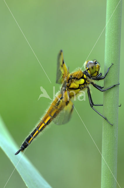 Viervlek (Libellula quadrimaculata)