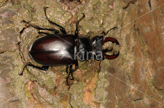 Vliegend hert (Lucanus cervus)