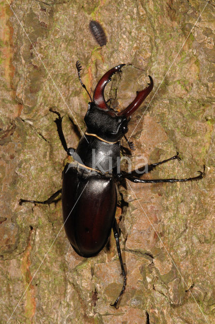 Vliegend hert (Lucanus cervus)