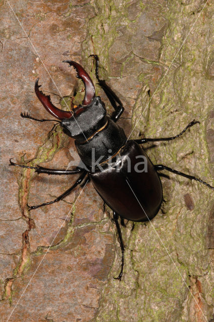 Vliegend hert (Lucanus cervus)