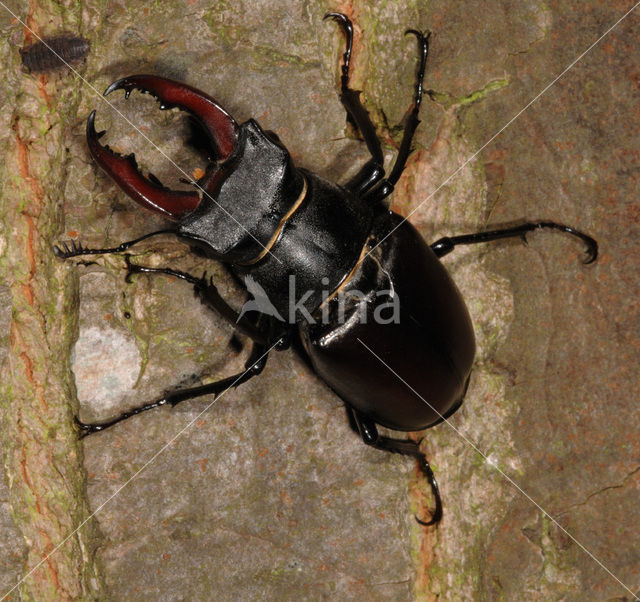 Vliegend hert (Lucanus cervus)