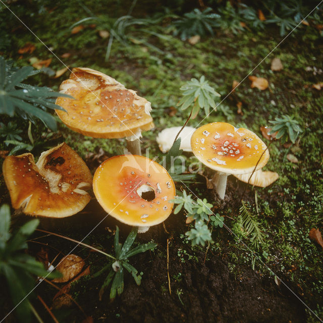 Vliegenzwam (Amanita muscaria)