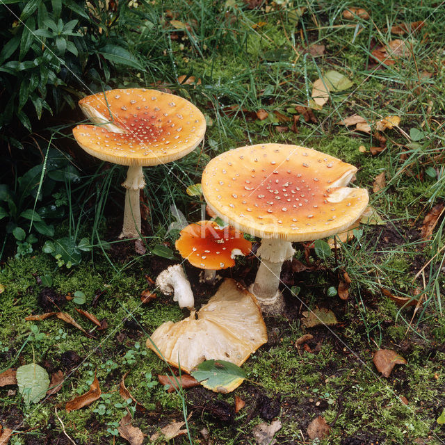 Vliegenzwam (Amanita muscaria)