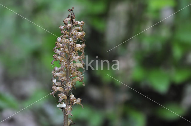 Bird’s-nest Orchid (Neottia nidus-avis)