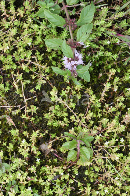 Watercrassula (Crassula helmsii)