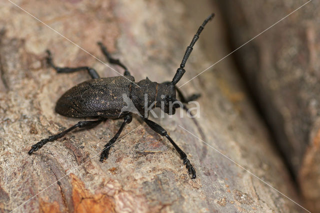 Weaver Beetle (Lamia textor)