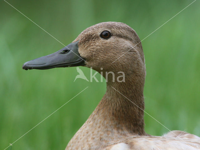 Wilde Eend (Anas platyrhynchos)