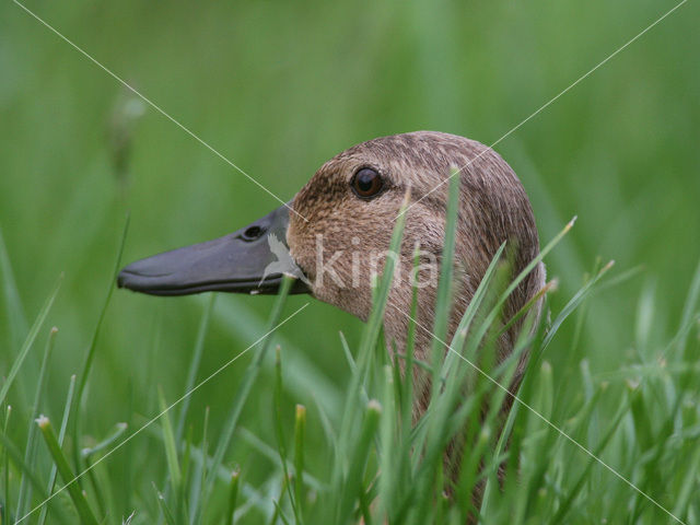 Wilde Eend (Anas platyrhynchos)