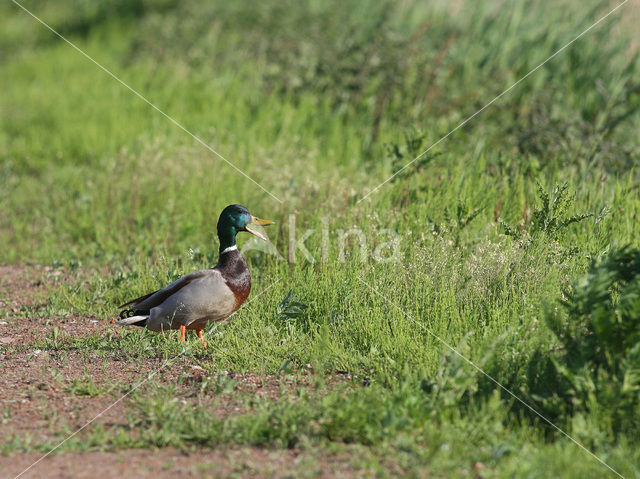 Wilde Eend (Anas platyrhynchos)