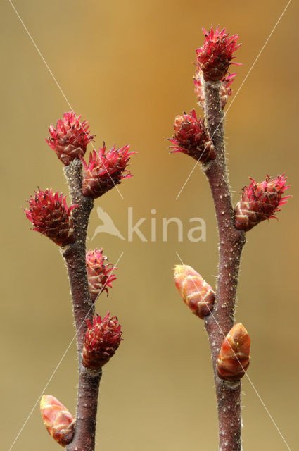 Wilde gagel (Myrica gale)