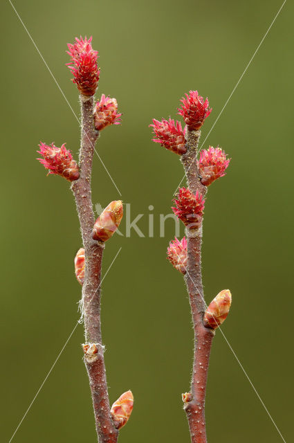 Wilde gagel (Myrica gale)