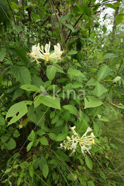 Wilde kamperfoelie (Lonicera periclymenum)