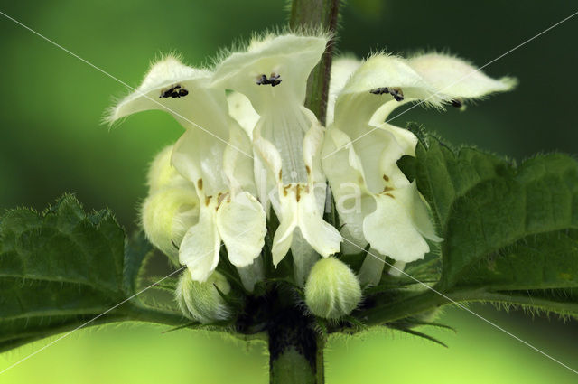 White Dead-nettle (Lamium album)