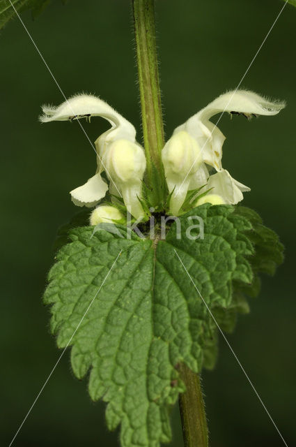 White Dead-nettle (Lamium album)