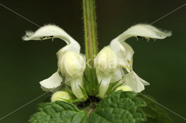 Witte dovenetel (Lamium album)