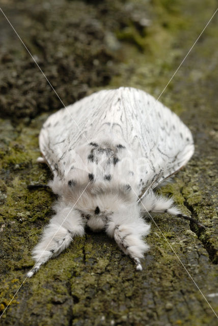 Witte hermelijnvlinder (Cerura erminea)