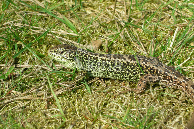 Zandhagedis (Lacerta agilis)