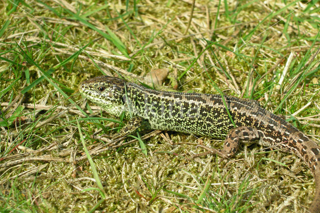 Zandhagedis (Lacerta agilis)