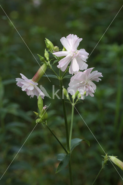 Zeepkruid (Saponaria officinalis)