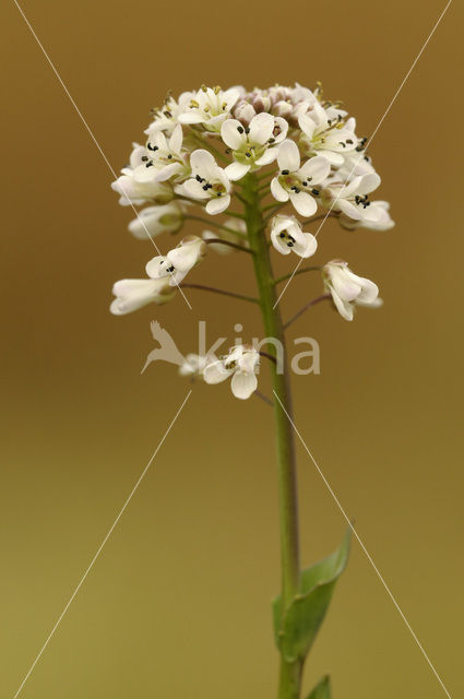 Zinkboerenkers (Thlaspi caerulescens)