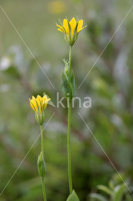 Zomerbitterling (Blackstonia perfoliata subsp. perfoliata)