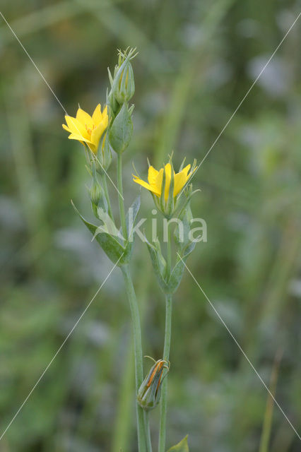 Zomerbitterling (Blackstonia perfoliata subsp. perfoliata)