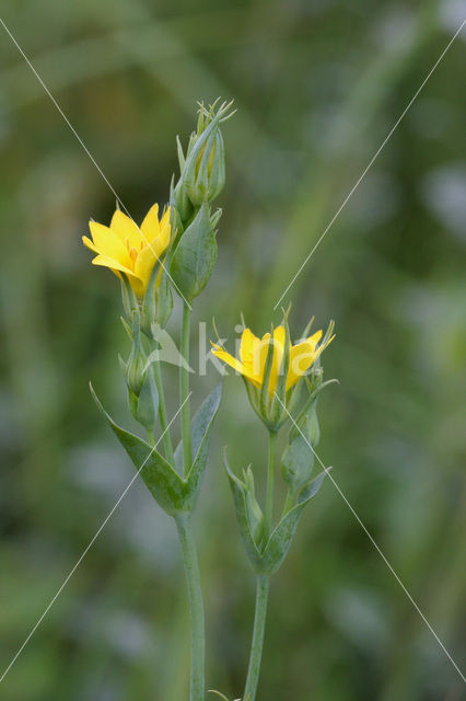 Zomerbitterling (Blackstonia perfoliata subsp. perfoliata)