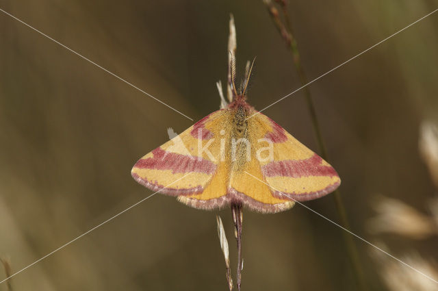 Zuringspanner (Lythria cruentaria)