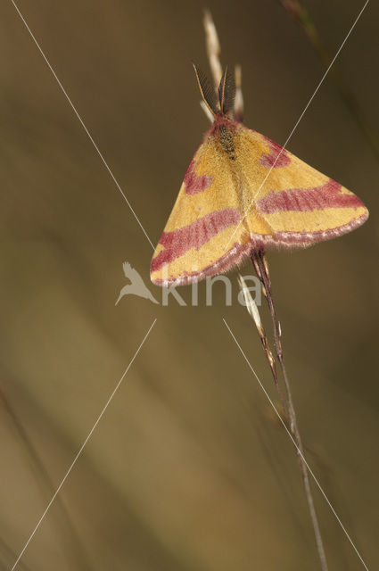 Zuringspanner (Lythria cruentaria)