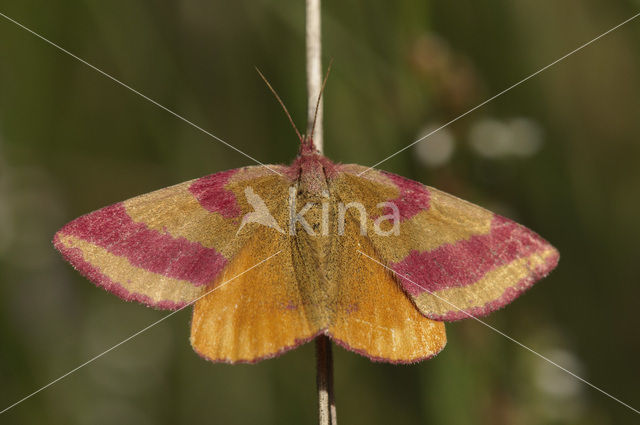 Zuringspanner (Lythria cruentaria)