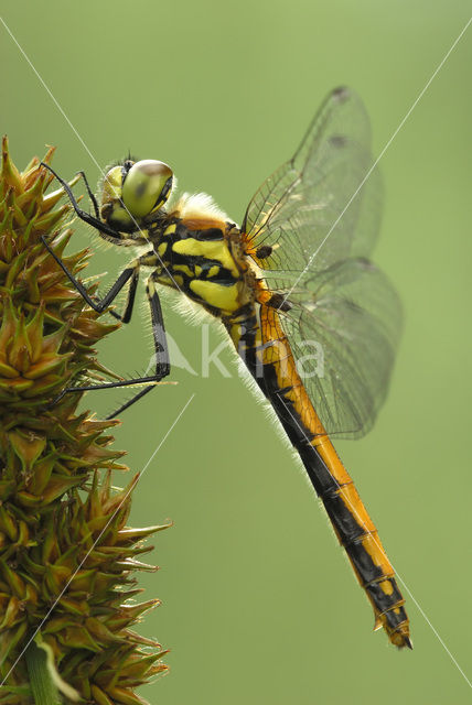 Zwarte heidelibel (Sympetrum danae)