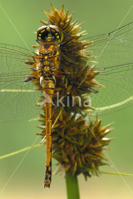 Zwarte heidelibel (Sympetrum danae)