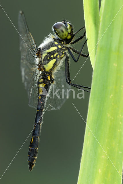 Zwarte heidelibel (Sympetrum danae)