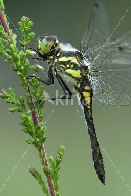 Zwarte heidelibel (Sympetrum danae)