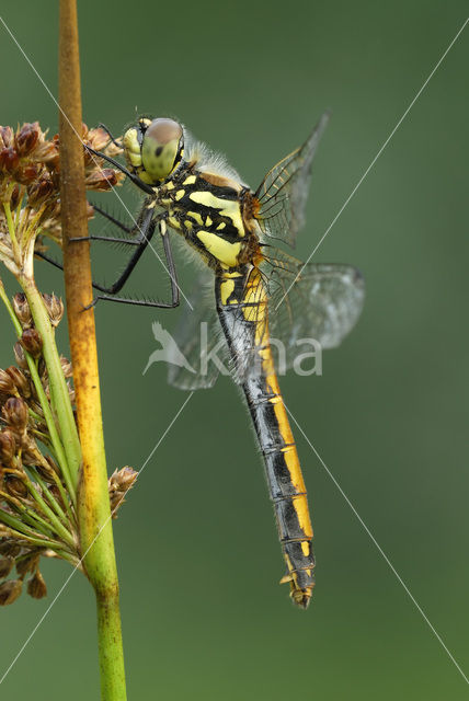 Zwarte heidelibel (Sympetrum danae)