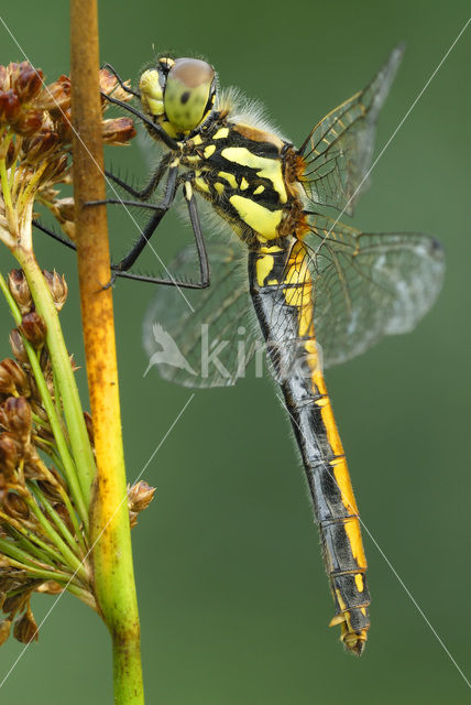 Zwarte heidelibel (Sympetrum danae)