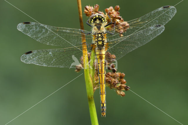 Zwarte heidelibel (Sympetrum danae)