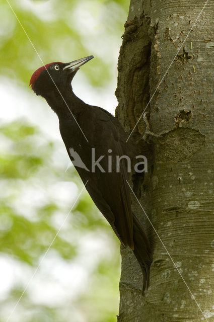 Zwarte Specht (Dryocopus martius)