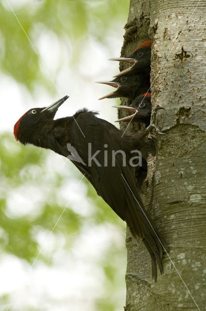 Zwarte Specht (Dryocopus martius)